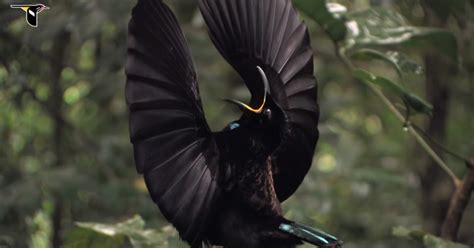 Burung berbulu hitam memiliki kecerdasan cukup tinggi  Punya empati yang tinggi tentu berefek positif terhadap kecerdasan yang Anda miliki